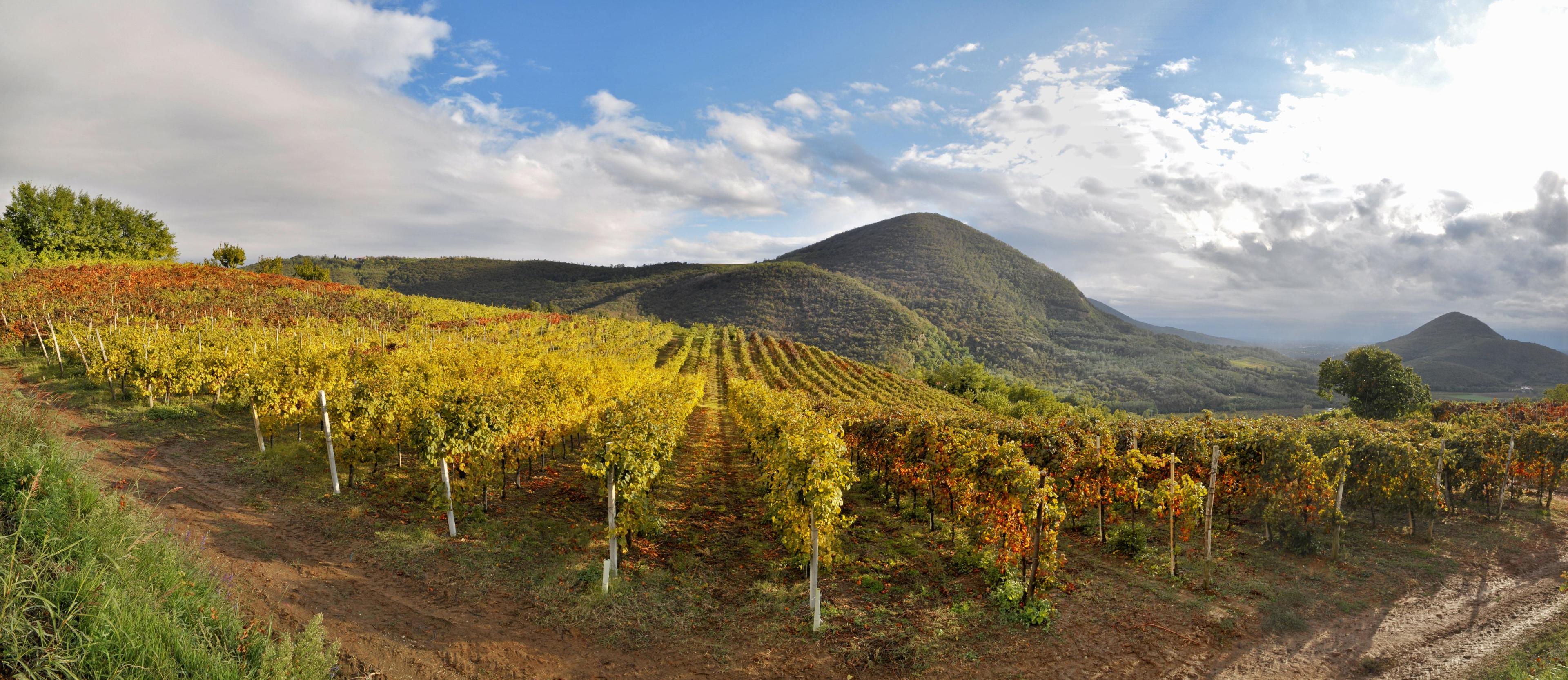 Colli Euganei Fior d'Arancio: Moscato in Sonetti. Alberto Brunelli