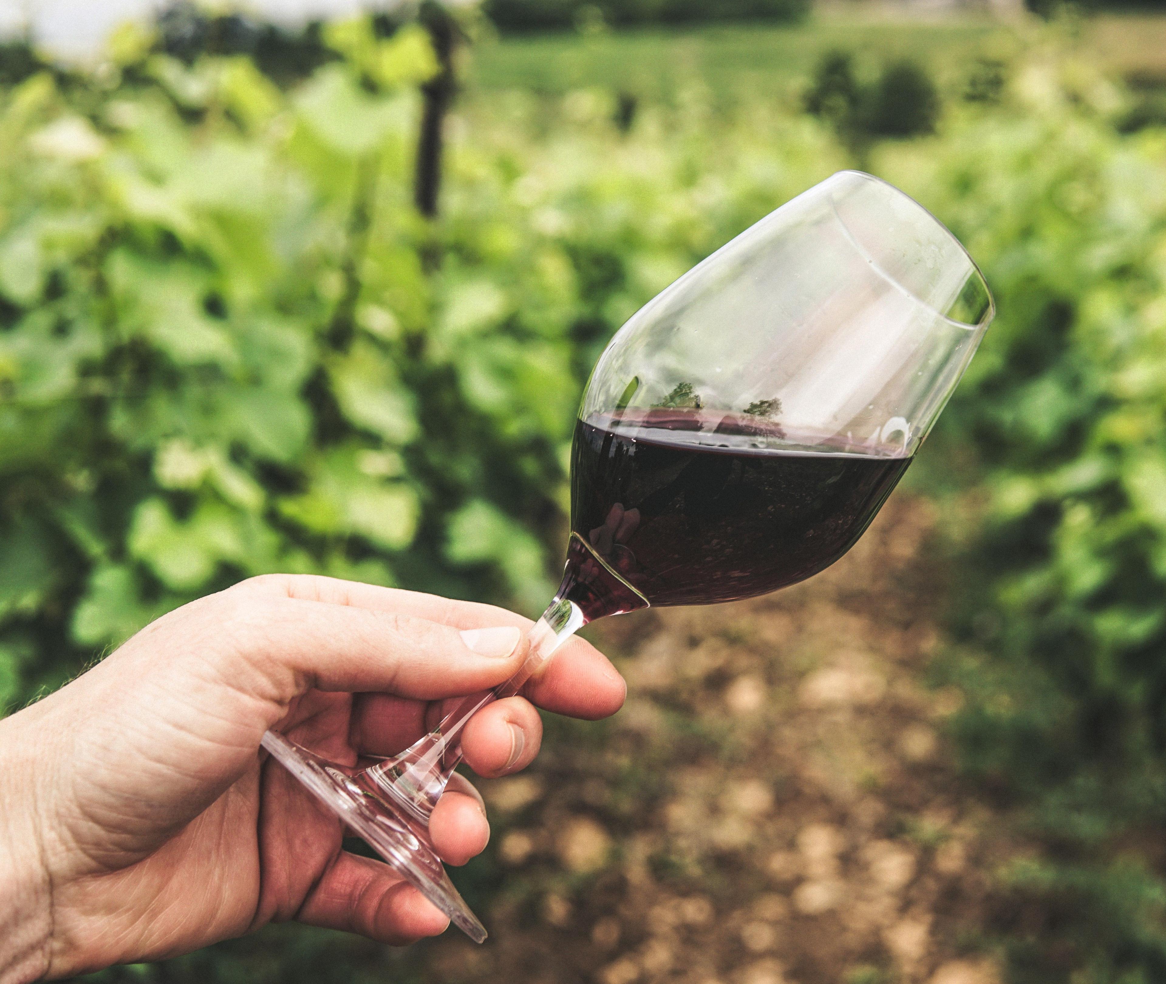 Vendemmia turistica, da esperienza a servizio. Simone Feoli