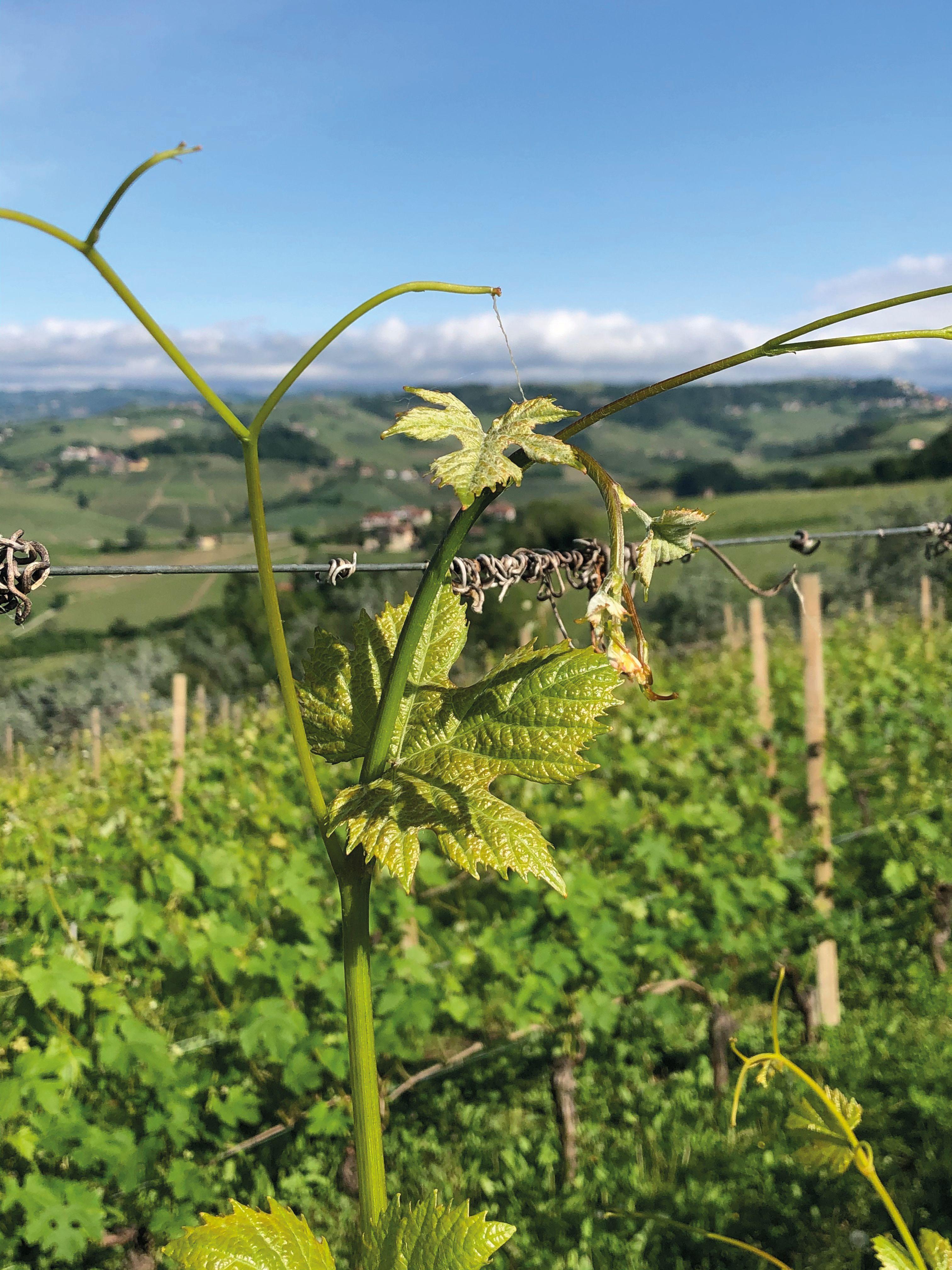 Il vino ci unisce. Francesco Iacono
