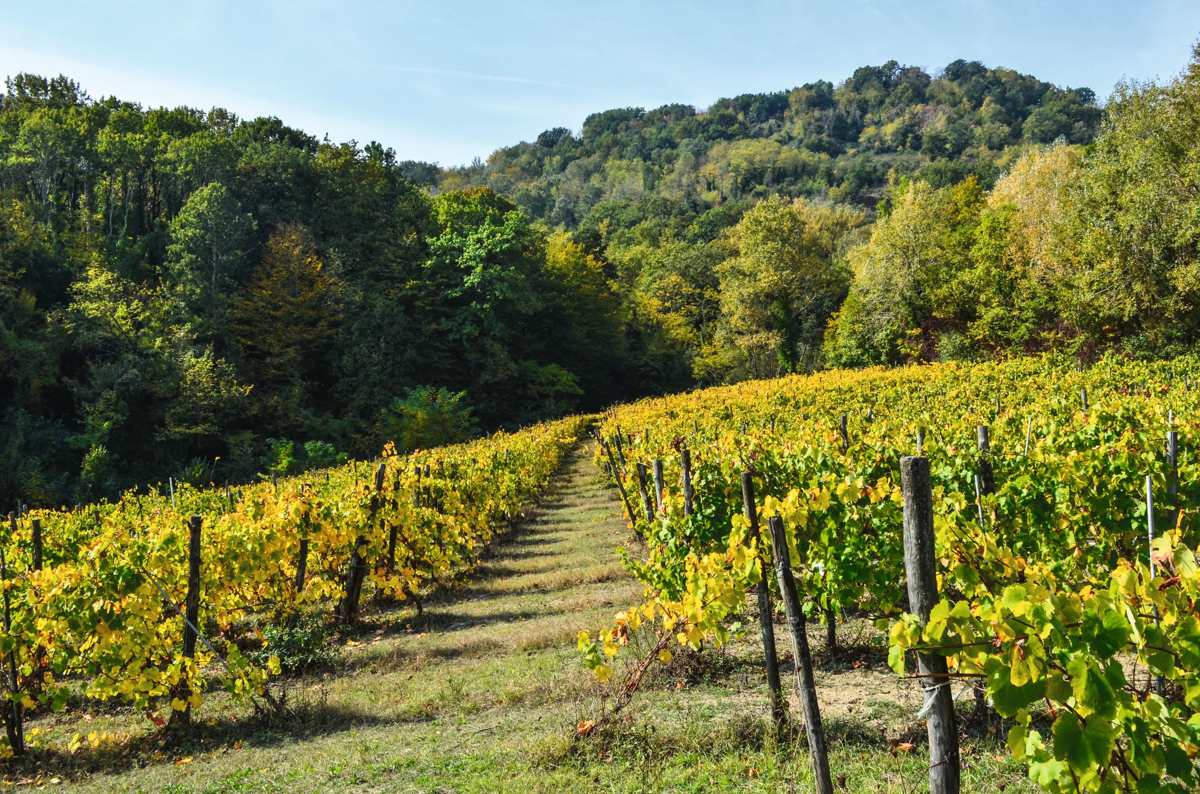 Cantina Pietracupa - nella terra dei lupi grigi. Manuele Petri